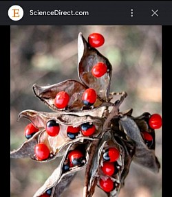 2010 & 2011 I had an experience with this plant. Wearing the jequirity bean bracelet for a whole year.