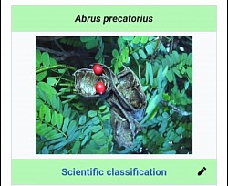 Abrus Precatorius aka Abrin similar to Ricin. The jequirity bean bracelets are made from this plant.