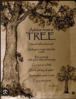 Advice from a TREE ['Oak'] ➡️ Ilan Shamir